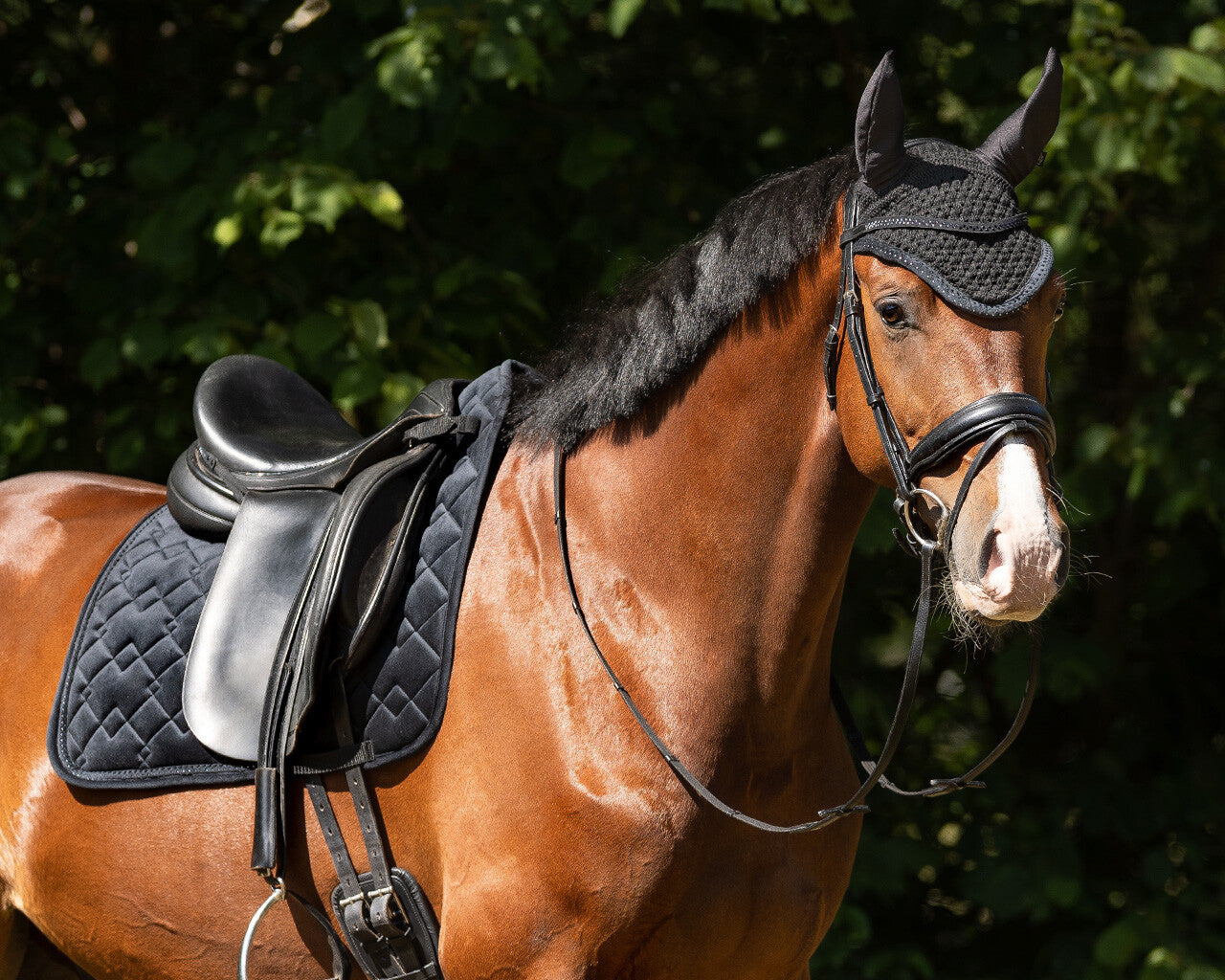 QHP Fading Collection Browband - Black/Black