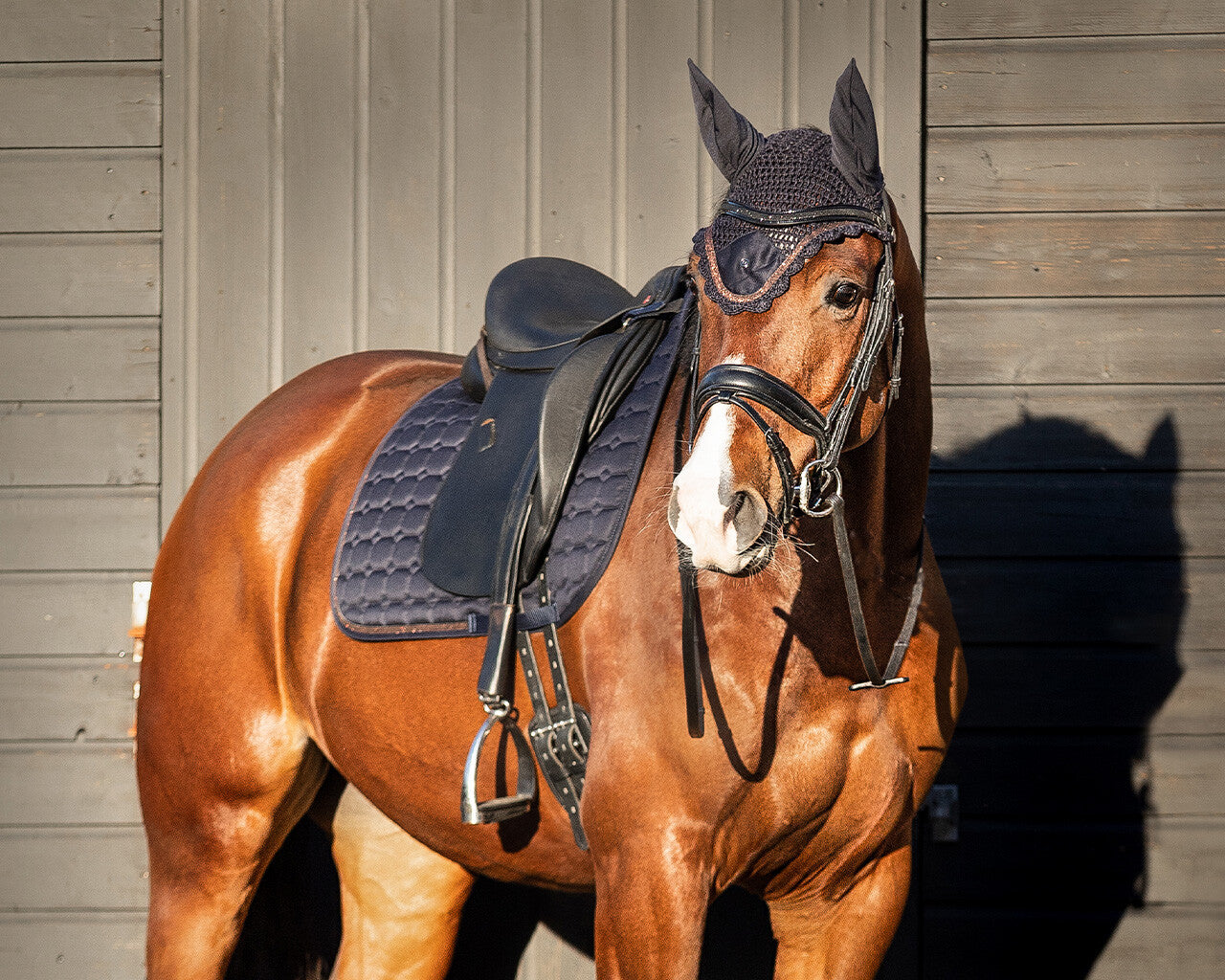 QHP Hailyn Saddle Pad - Navy - Dressage and Jump