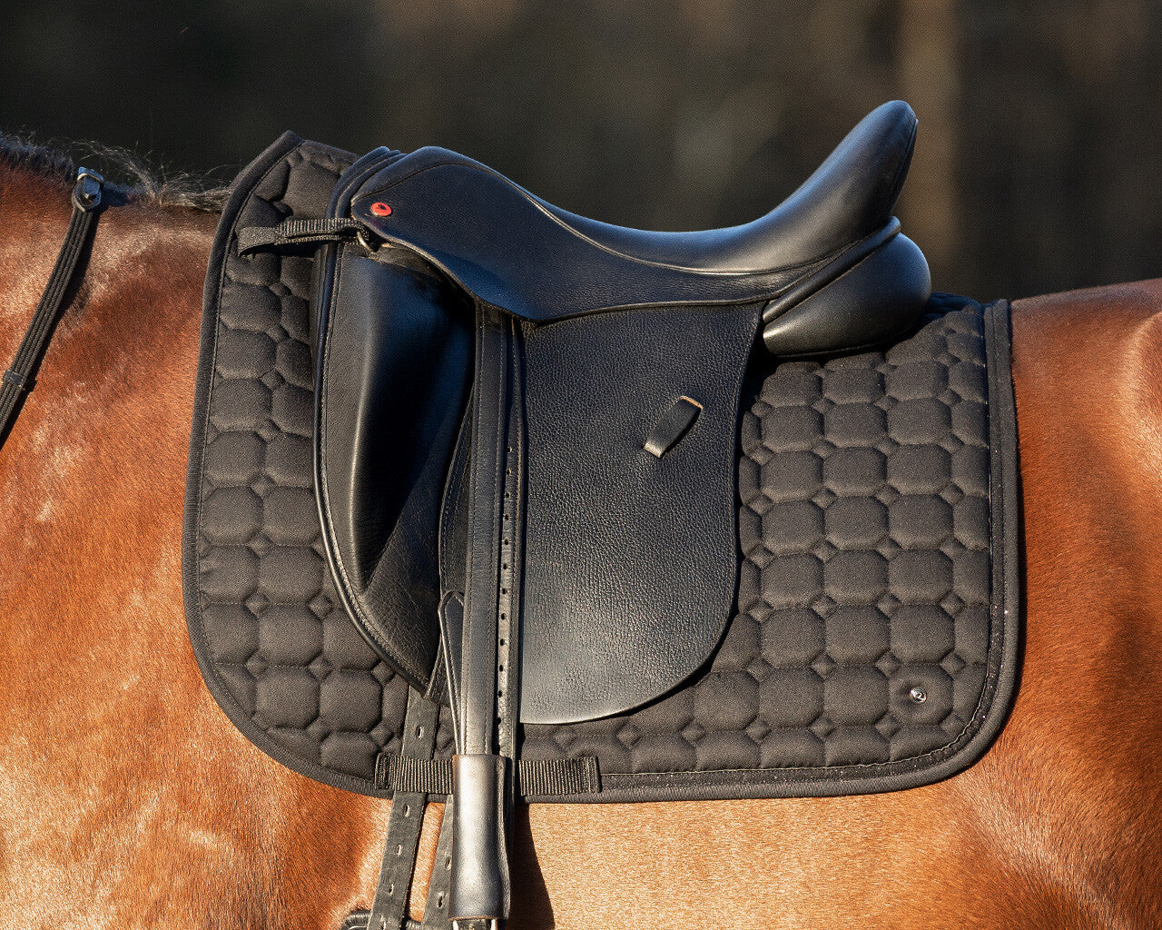 QHP Hailyn Saddle Pad - Black - Dressage and Jump
