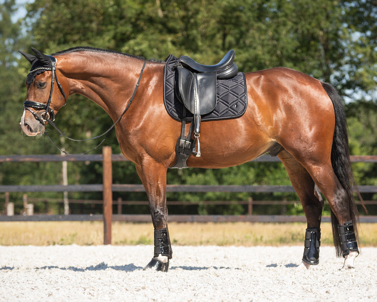 QHP Djune Saddle Pad - Black - Dressage and Jump