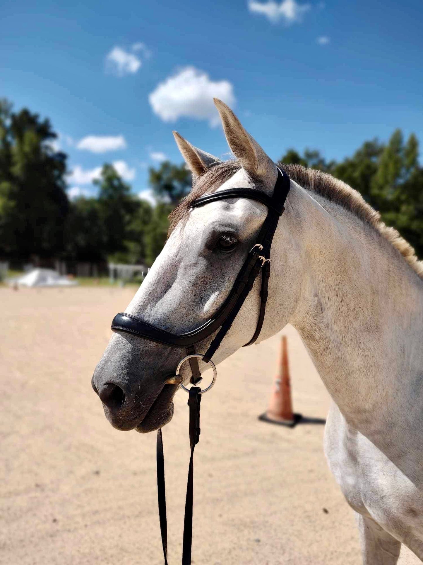 Velociti Ergonomic Rapida Bridle - Pro Series Plus
