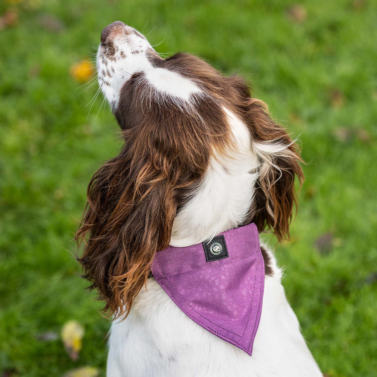 Bandana Dog Collars