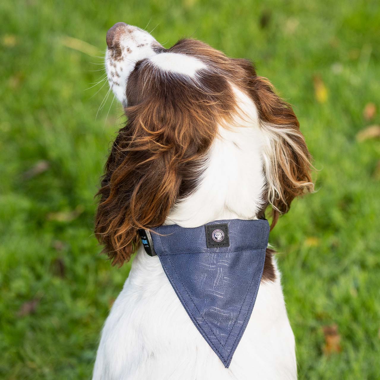 Bandana Dog Collars