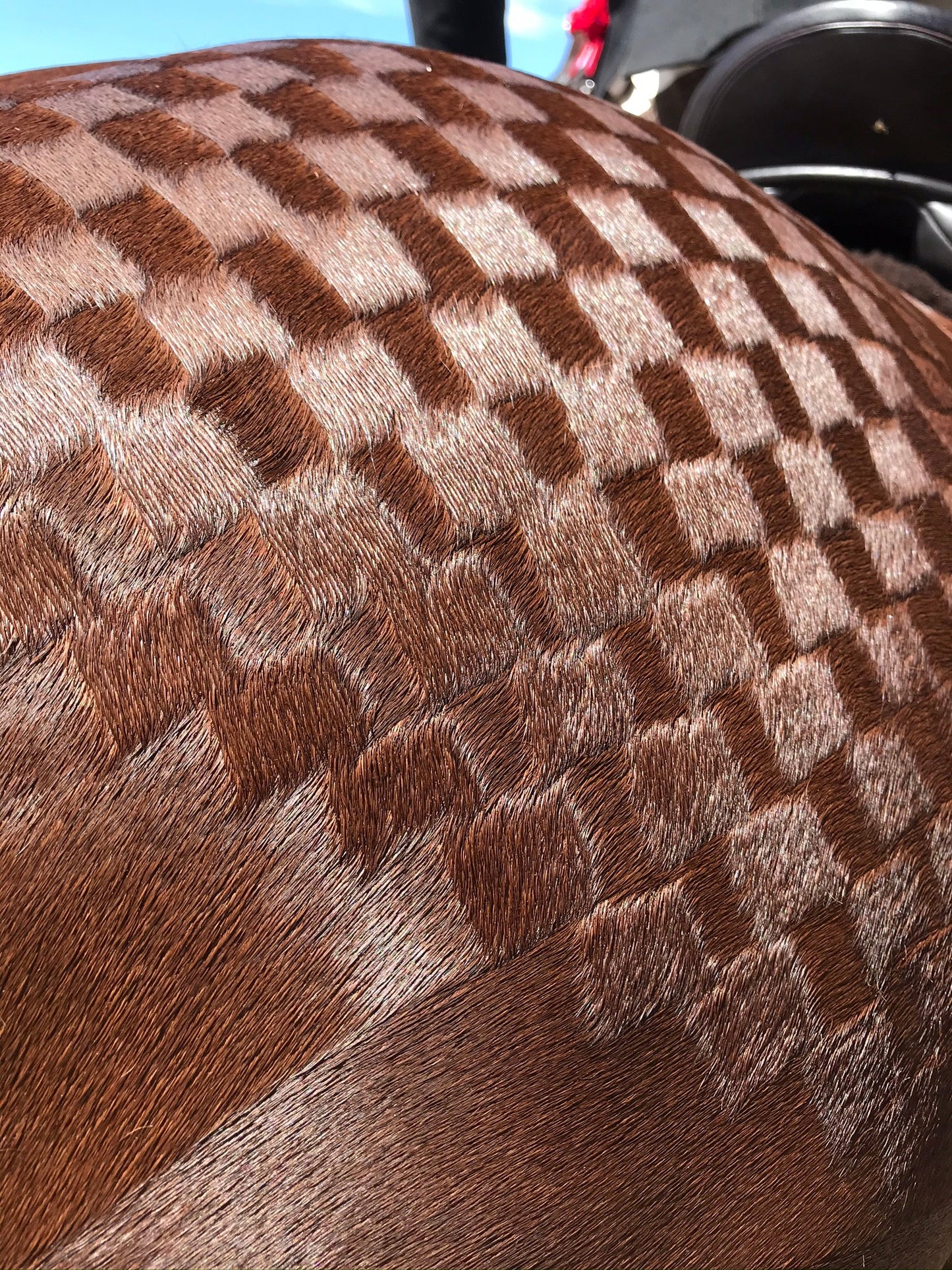 The Hairy Pony Quarter Mark Spray