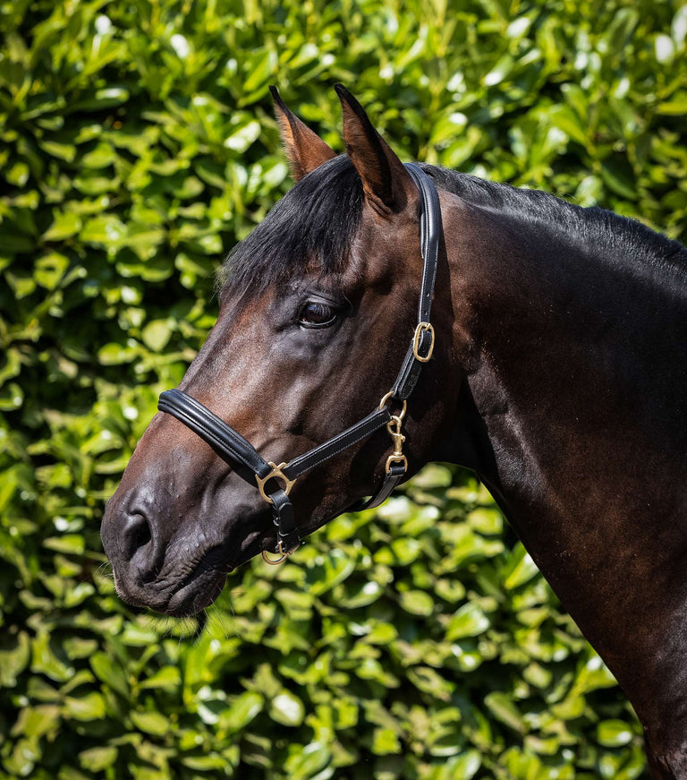 PEI Padded Leather Halter