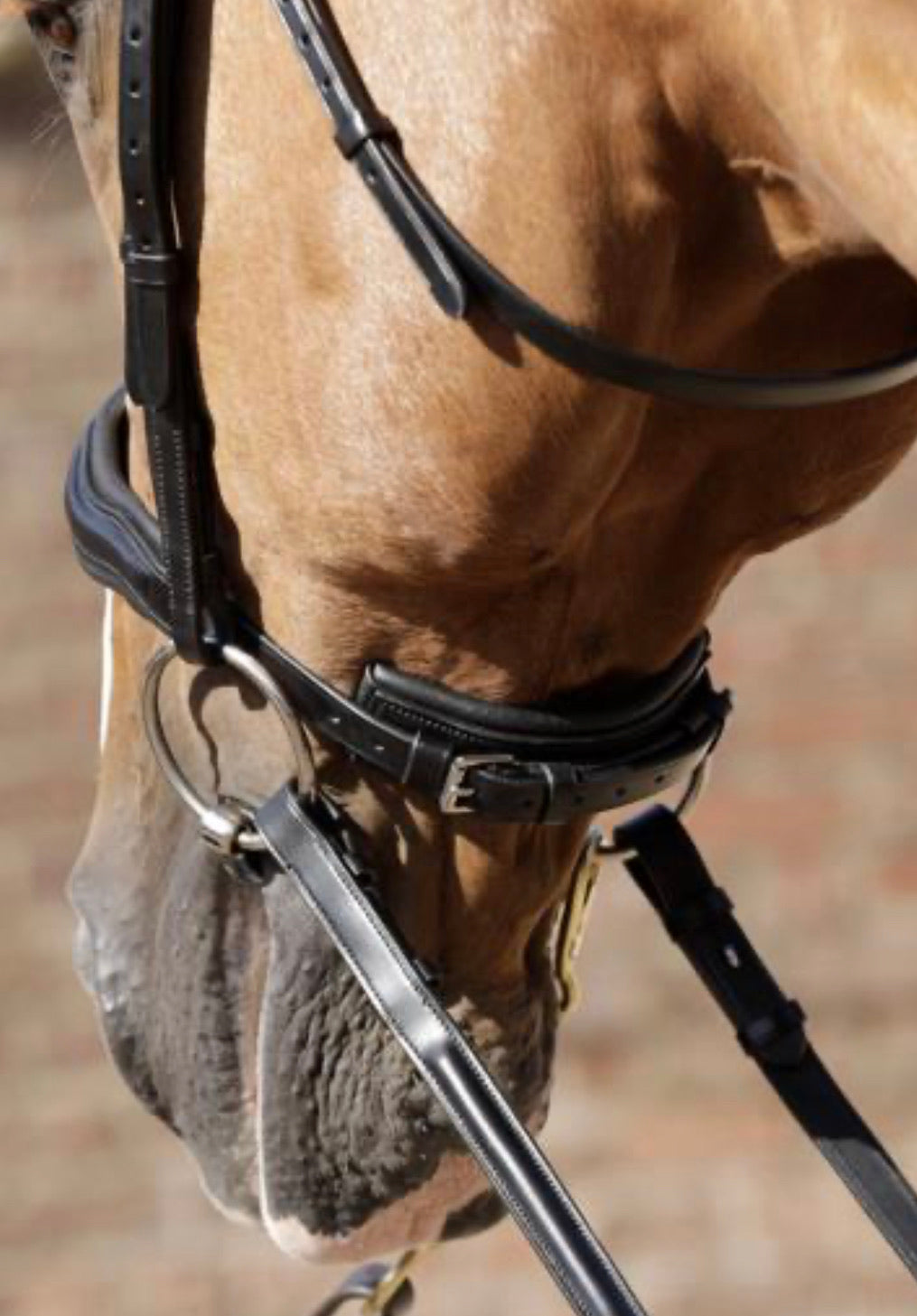 PEI Verdura Anatomic Snaffle Bridle