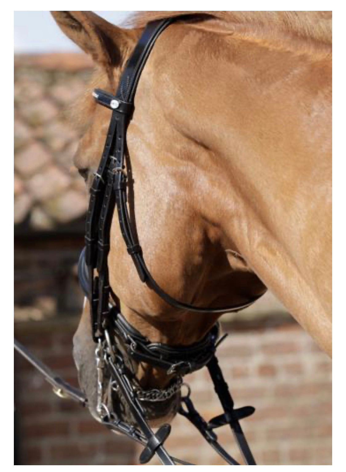 Premier Equine Abriano Double Bridle