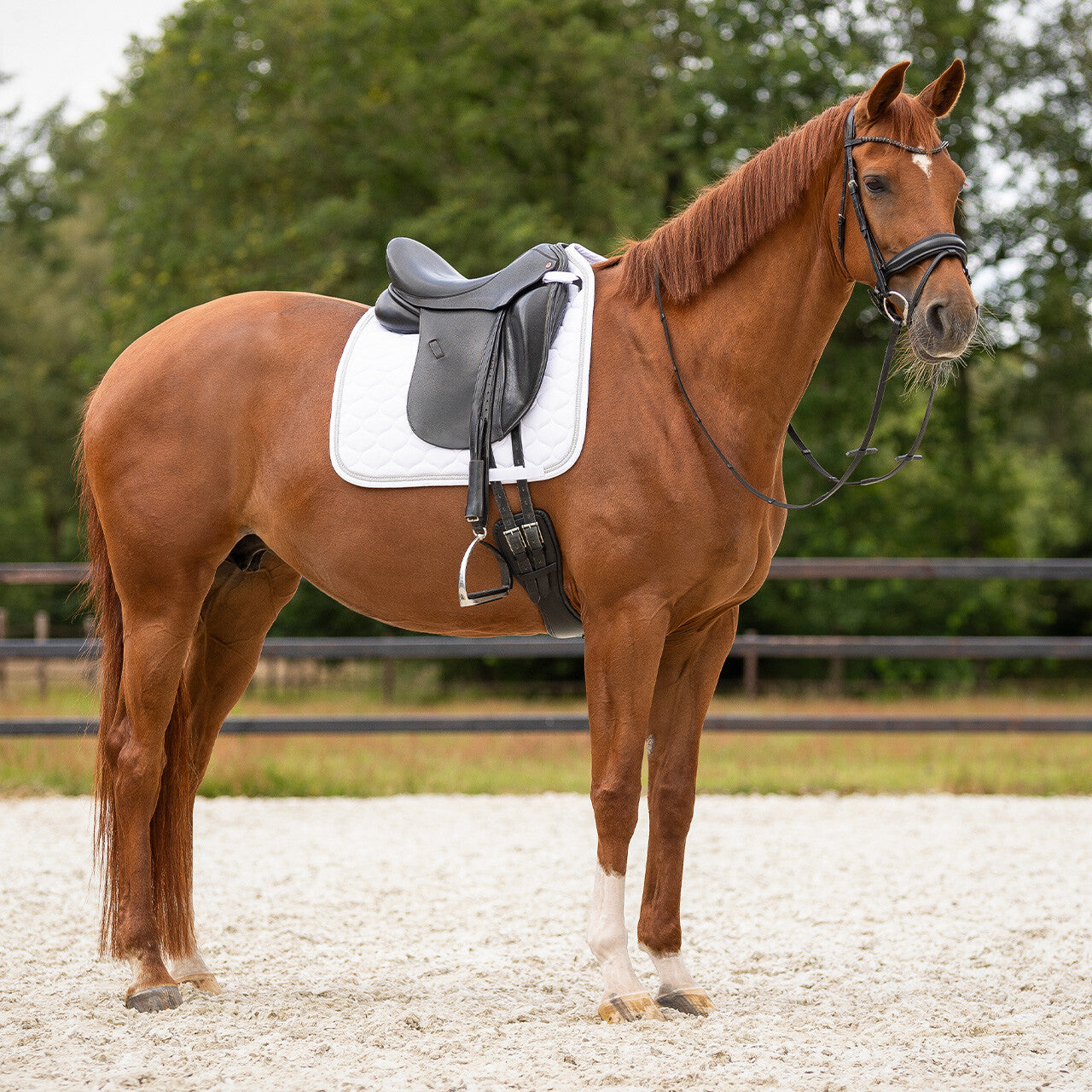 Sparkle Dressage Saddle Pad