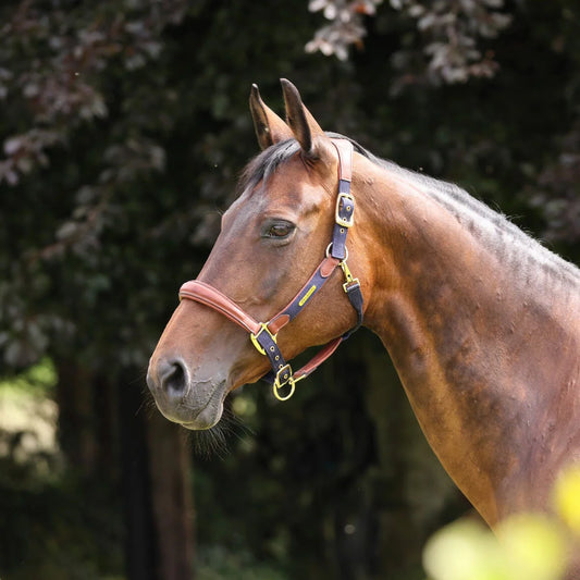 Velociti Lusso Padded Leather Halter