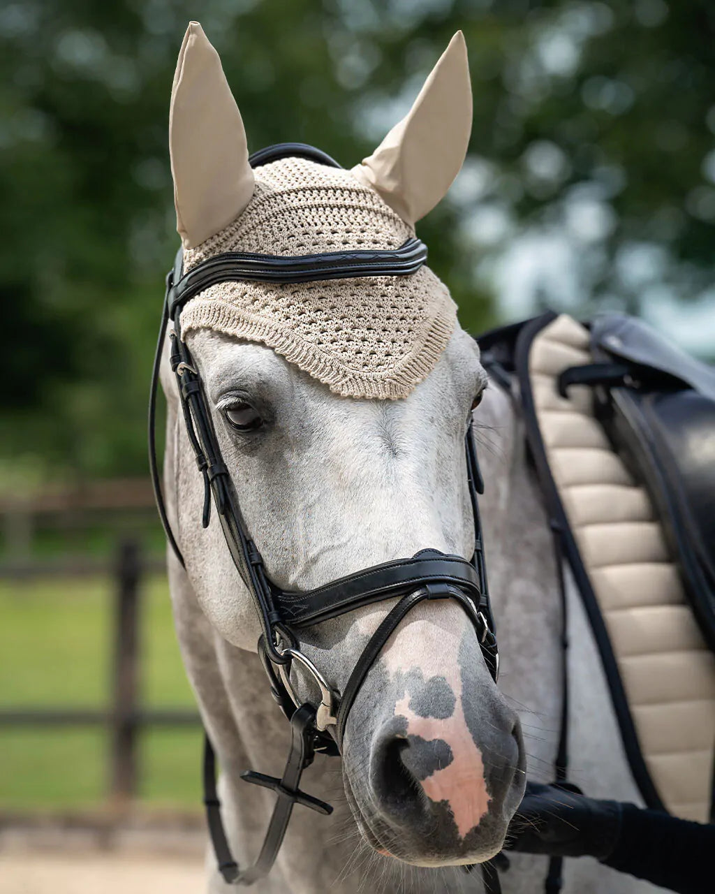 Salerno Anatomical Bridle